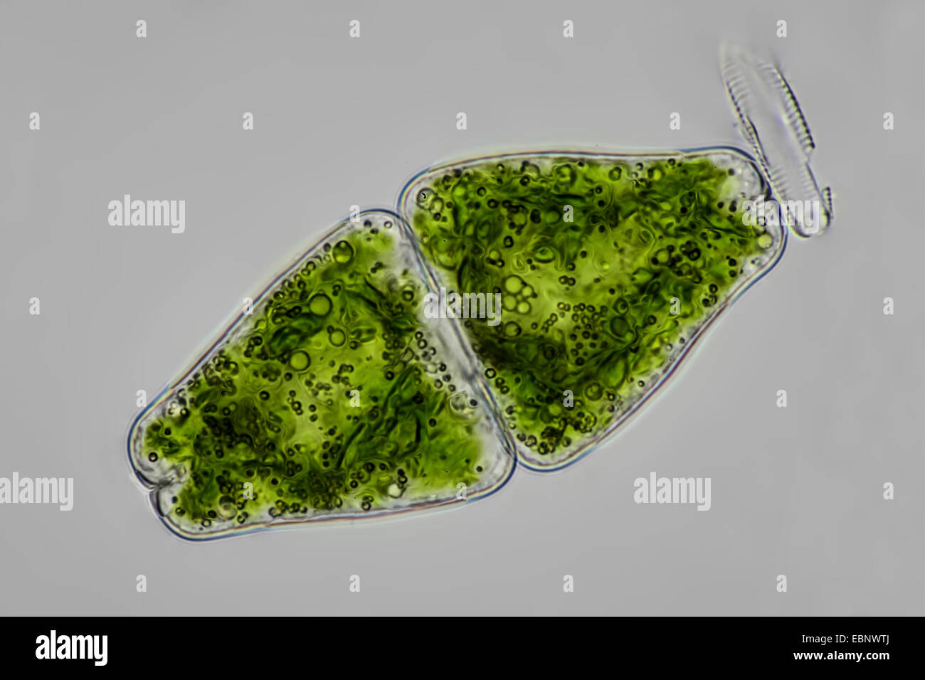Euastrum (Euastrum spec.), single individual Stock Photo