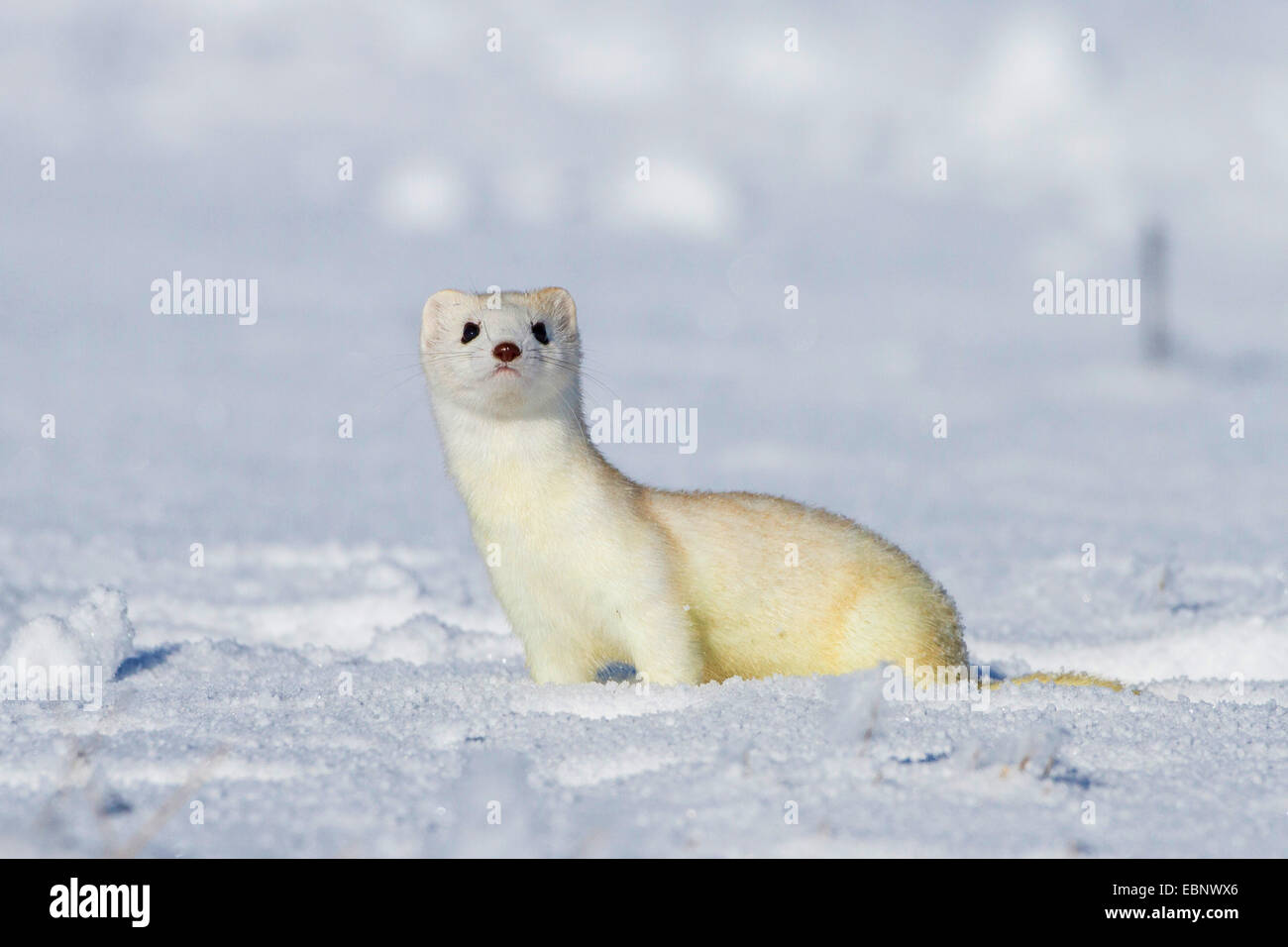 Ermine, Stoat, Short-tailed weasel (Mustela erminea), in snow, Germany Stock Photo