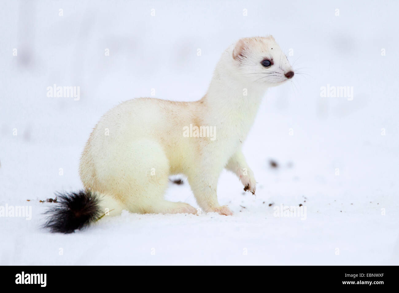 Ermine, Stoat, Short-tailed weasel (Mustela erminea), with winter coat in snow, Germany Stock Photo