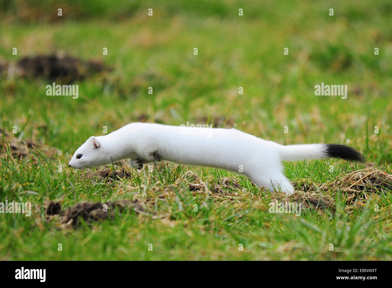 Ermine, Stoat, Short-tailed weasel (Mustela erminea), hunting, Germany Stock Photo
