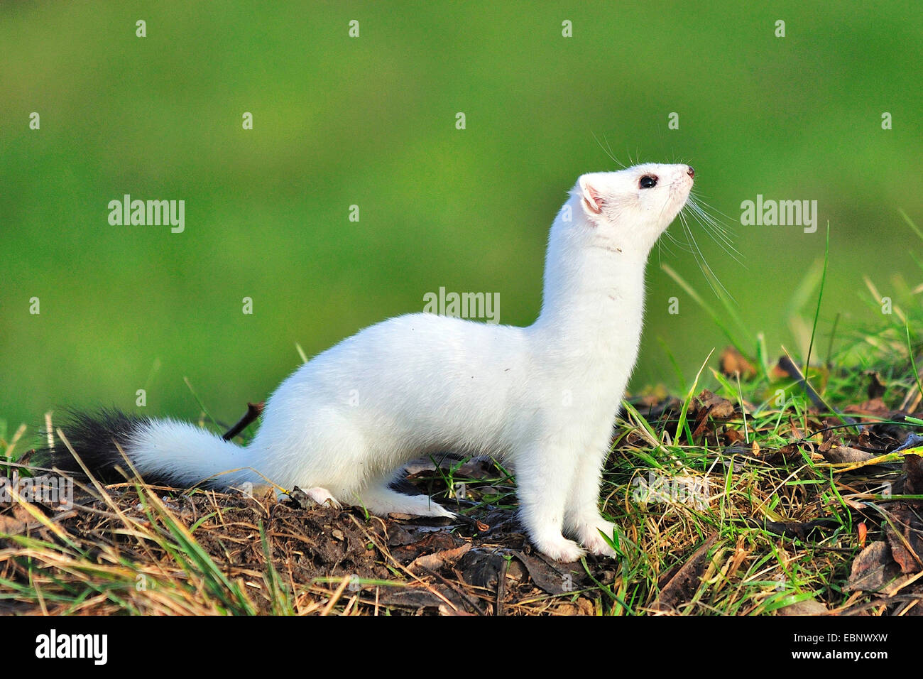 Ermine, Stoat, Short-tailed weasel (Mustela erminea), with winter coat, Germany Stock Photo