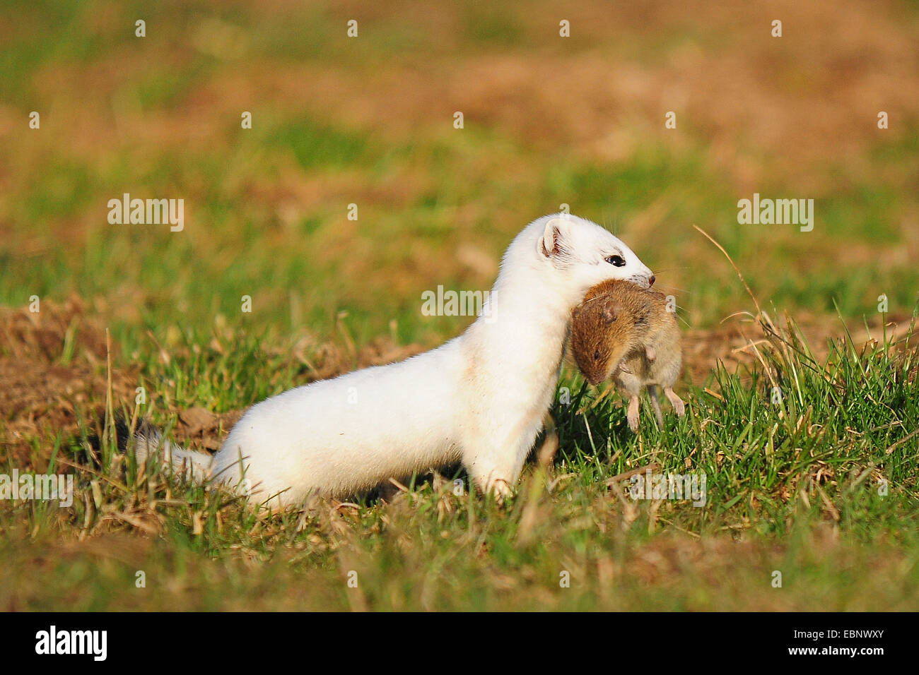 Ermine, Stoat, Short-tailed weasel (Mustela erminea), sitting in a meadow with prey in its mouth, Germany Stock Photo