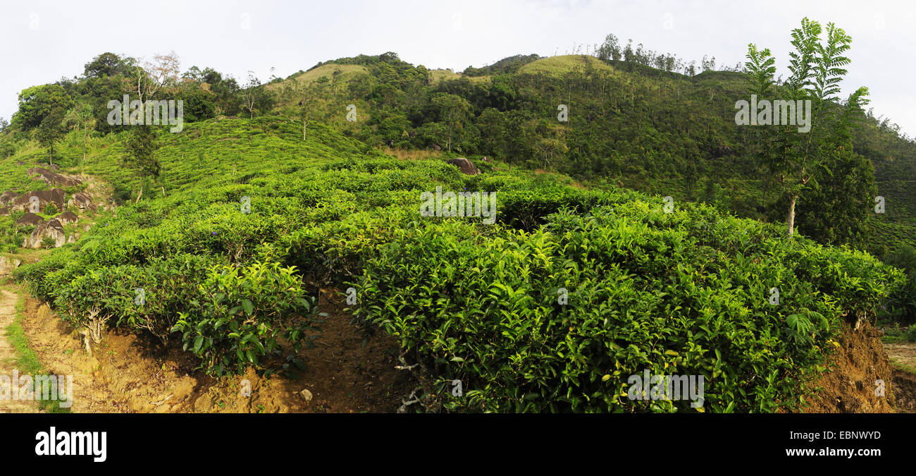 tea plant (Camellia sinensis, Thea sinensis), tea plantation at Sri Lanka, Ceylon Tea, Sri Lanka, Morning Side Stock Photo