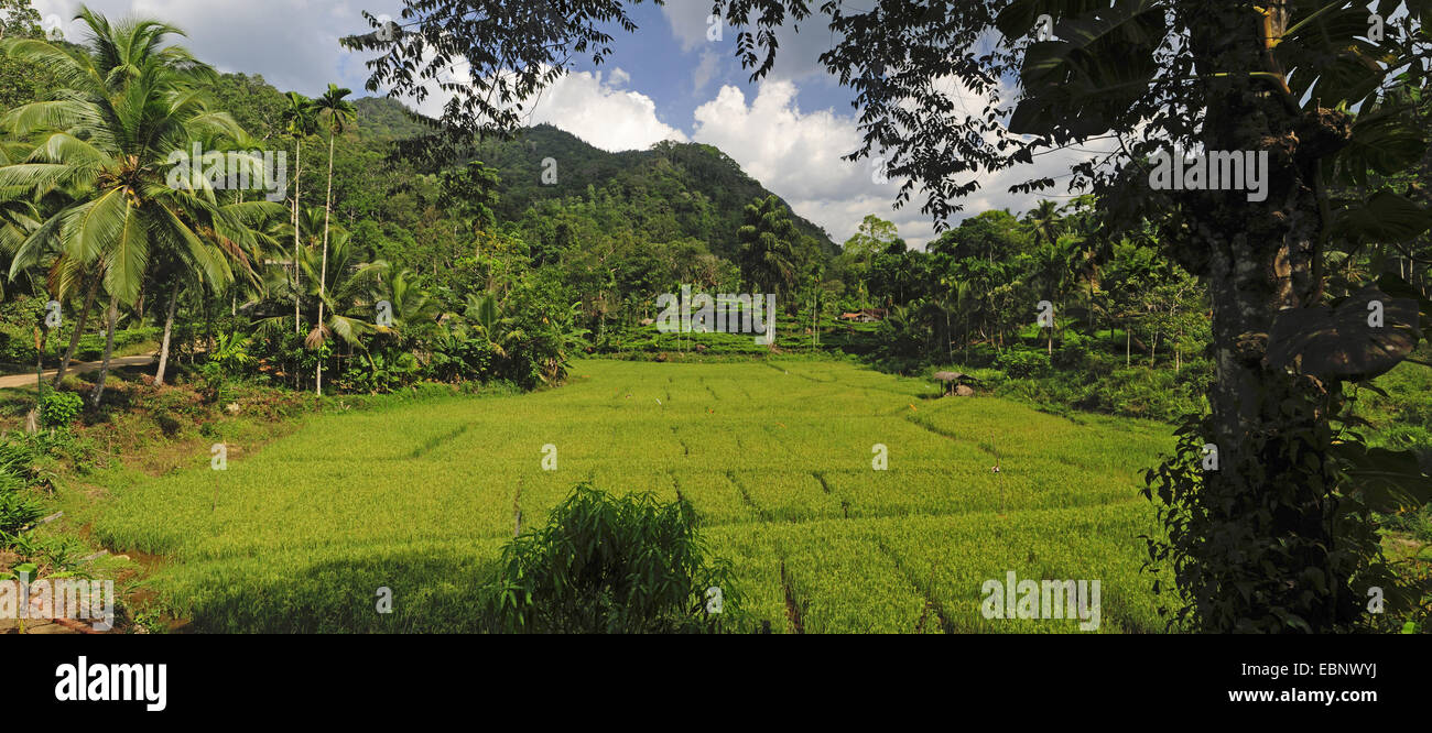 common rice (Oryza sativa), rice field at Sri Lanka, Sri Lanka Stock Photo