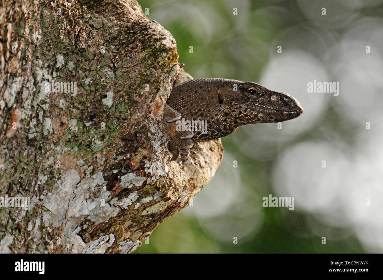 Bengal monitor, Indian monitor, common monitor (Varanus bengalensis), looking out of a tree hole, Sri Lanka, Wilpattu National Park Stock Photo