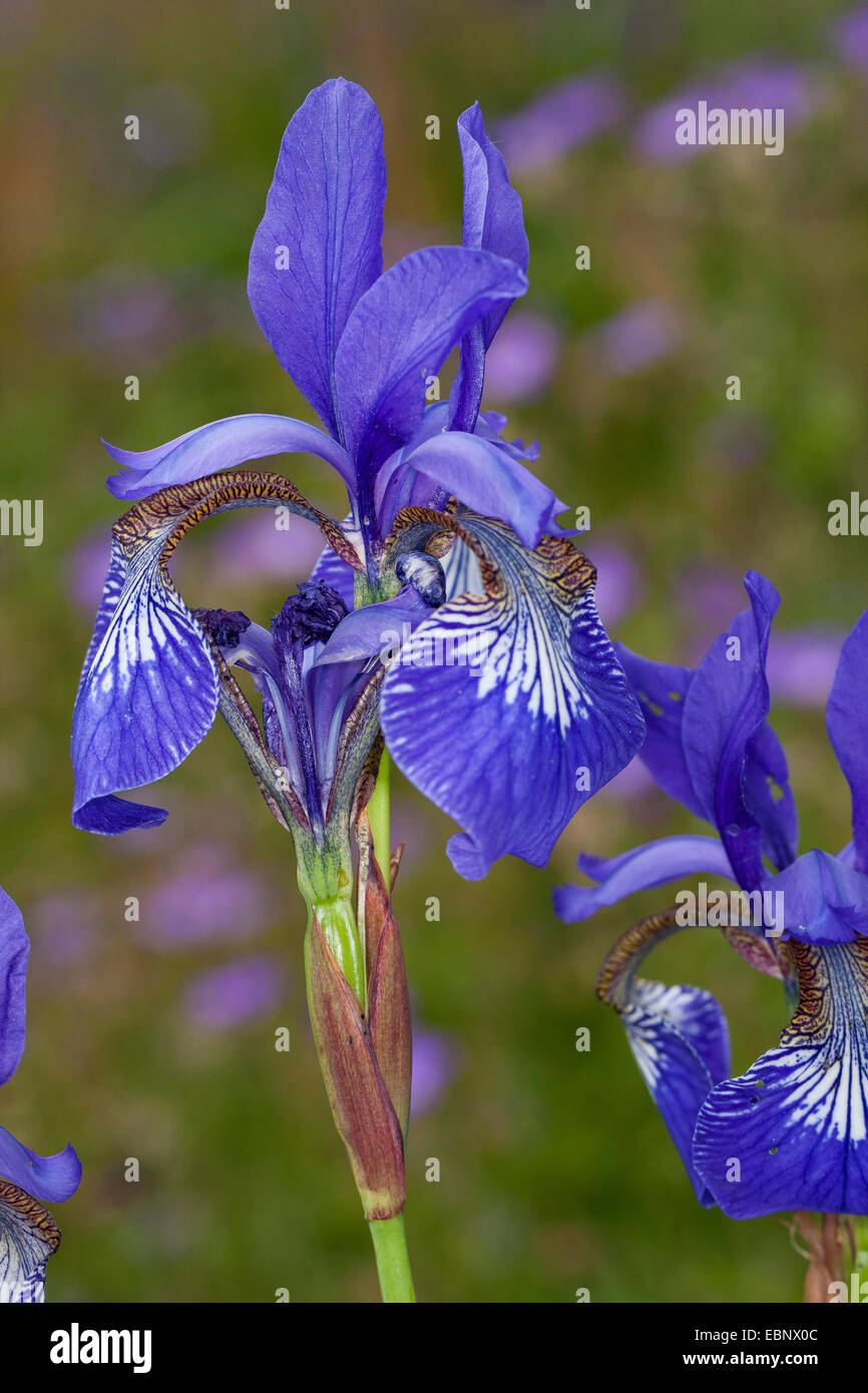 Siberian Iris, Siberian flag (Iris sibirica), flower, Germany Stock Photo