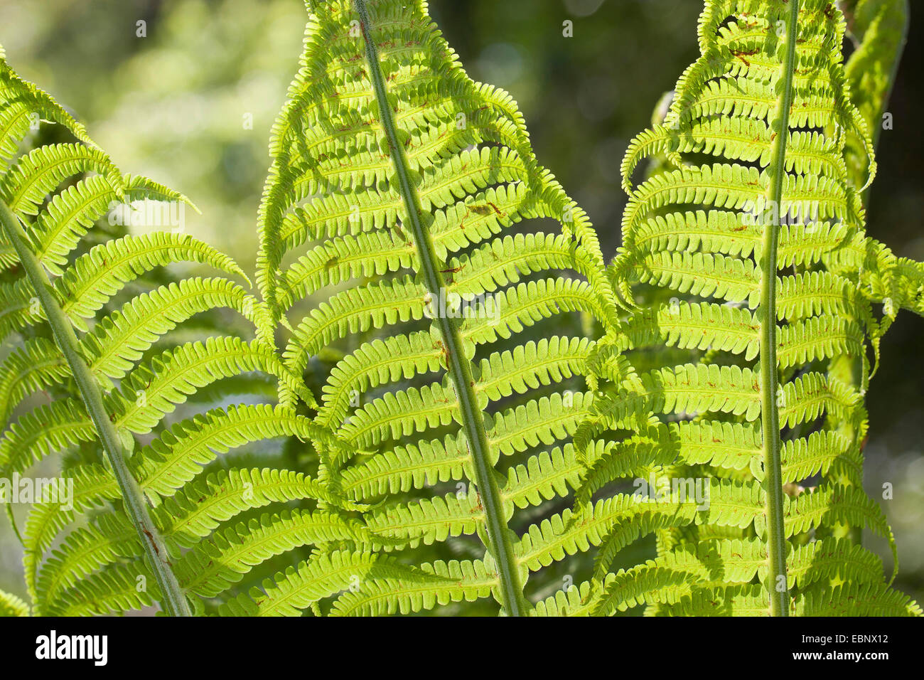 European Ostrich Fern, Ostrich Fern (Matteuccia struthiopteris), leaves in backlight, Germany Stock Photo