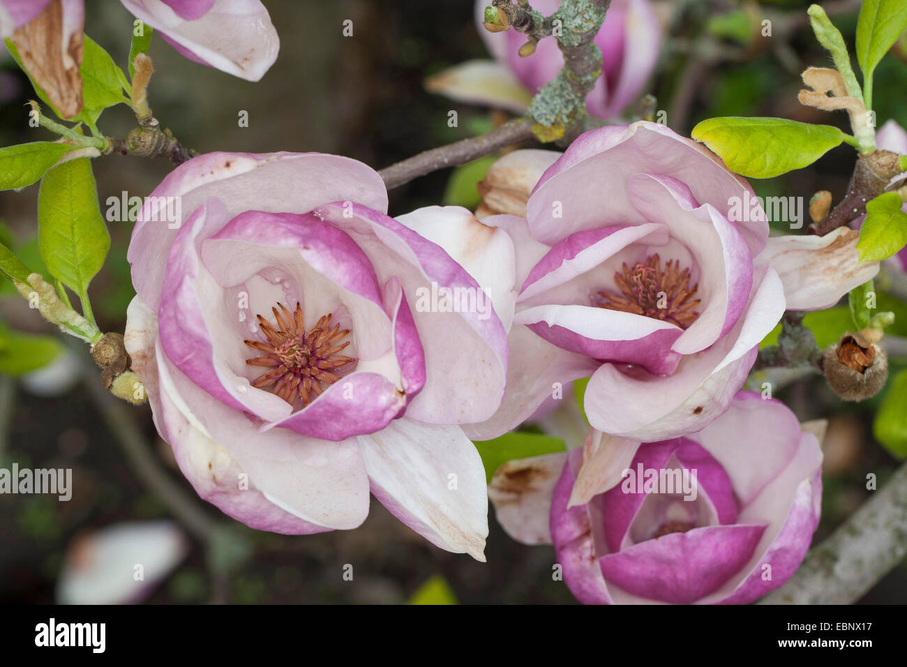 saucer magnolia (Magnolia x soulangiana, Magnolia soulangiana, Magnolia x soulangeana, Magnolia soulangeana), flowers Stock Photo