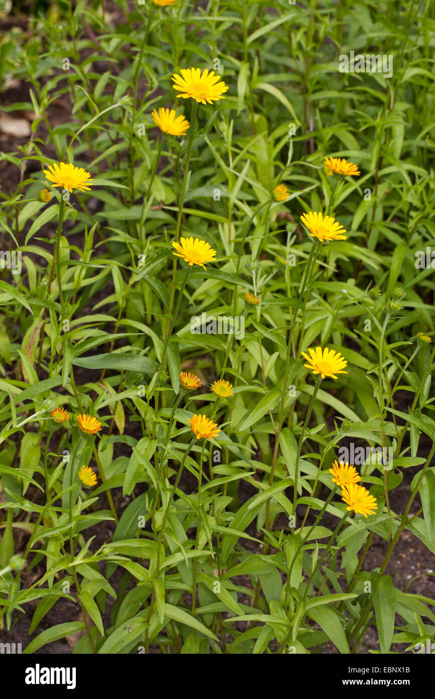 Yellow ox-eye (Buphthalmum salicifolium), blooming Stock Photo