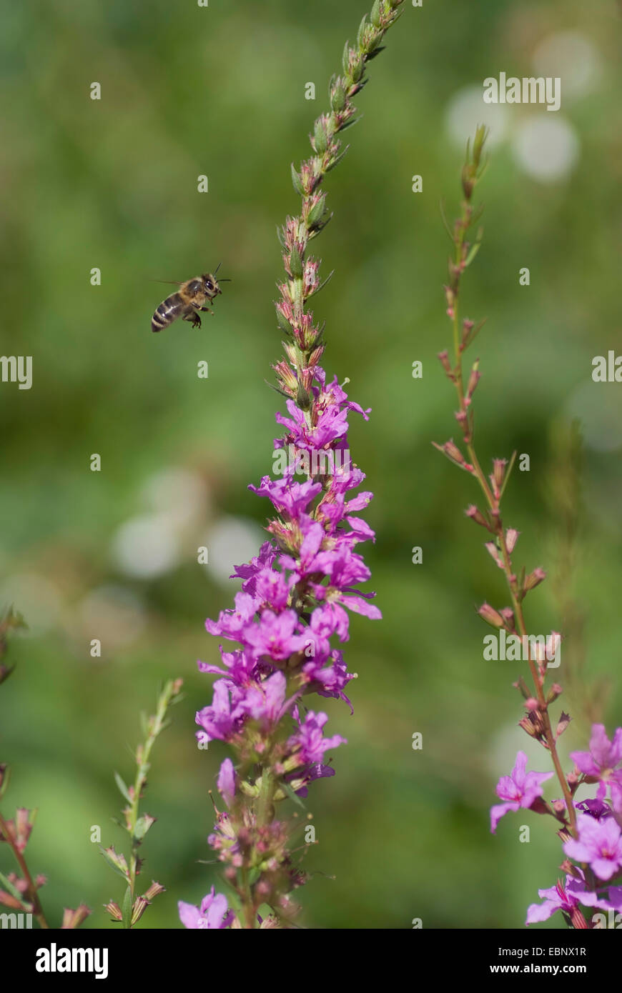 European Wand Loosestrife, Purple Loosestrife, Wand Loosestrife (Lythrum virgatum), bee approaching an inflorescence, Germany, BGFFM Stock Photo