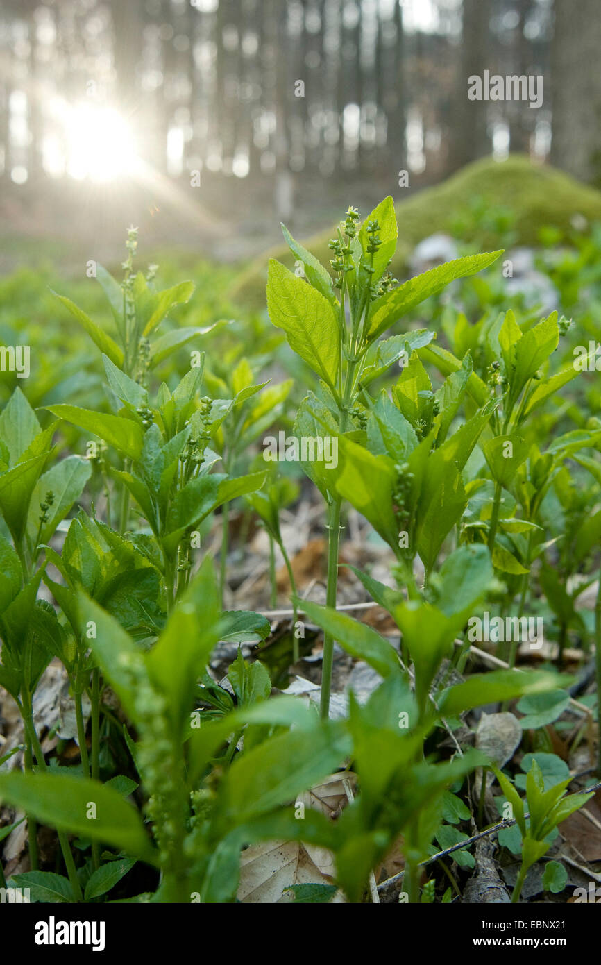 dog's mercury (Mercurialis perennis), male plant on the forest ground, Germany Stock Photo