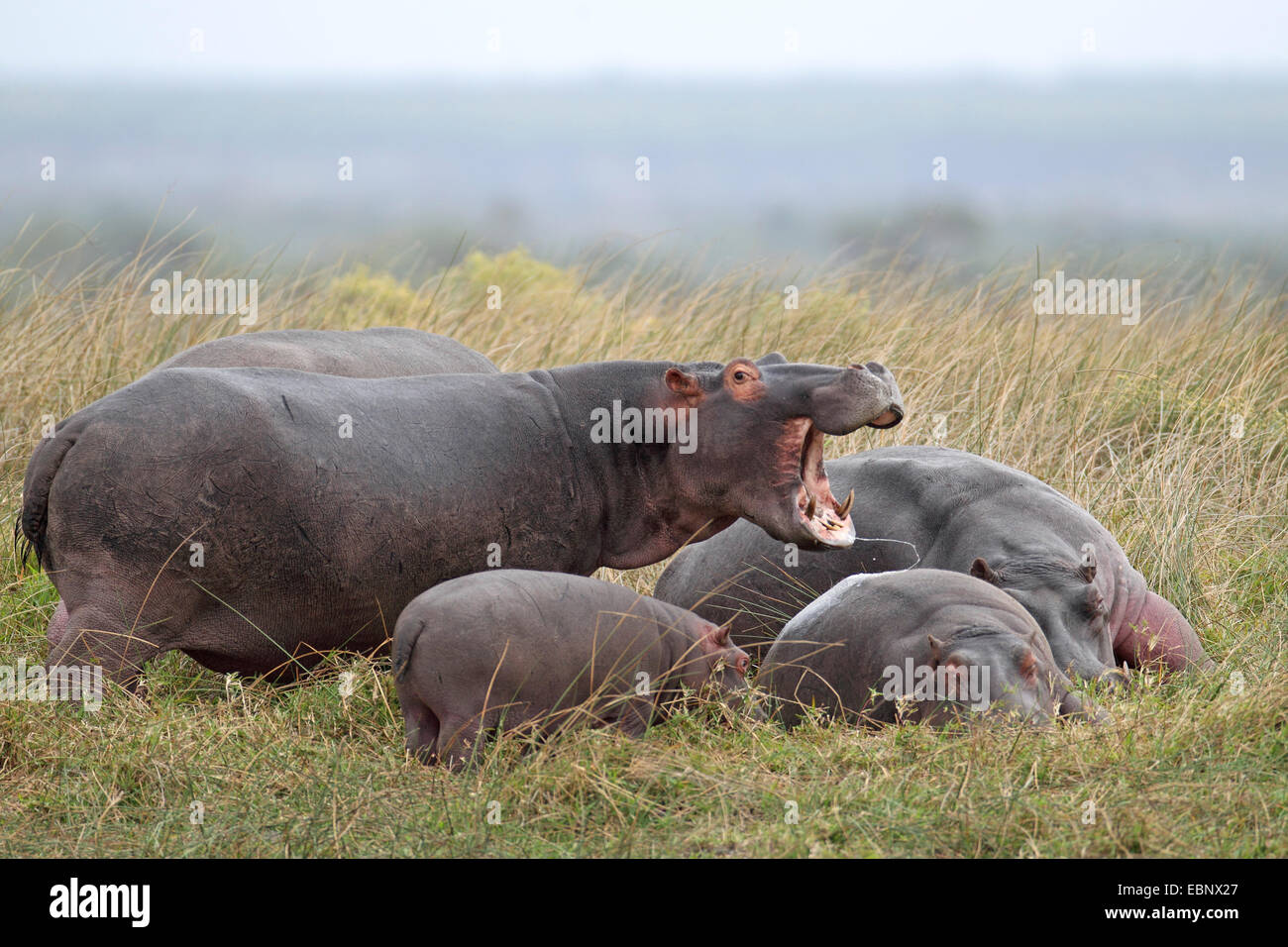hippopotamus, hippo, Common hippopotamus (Hippopotamus amphibius), adult animal with open mouth guarding the infants, South Africa, St. Lucia Stock Photo