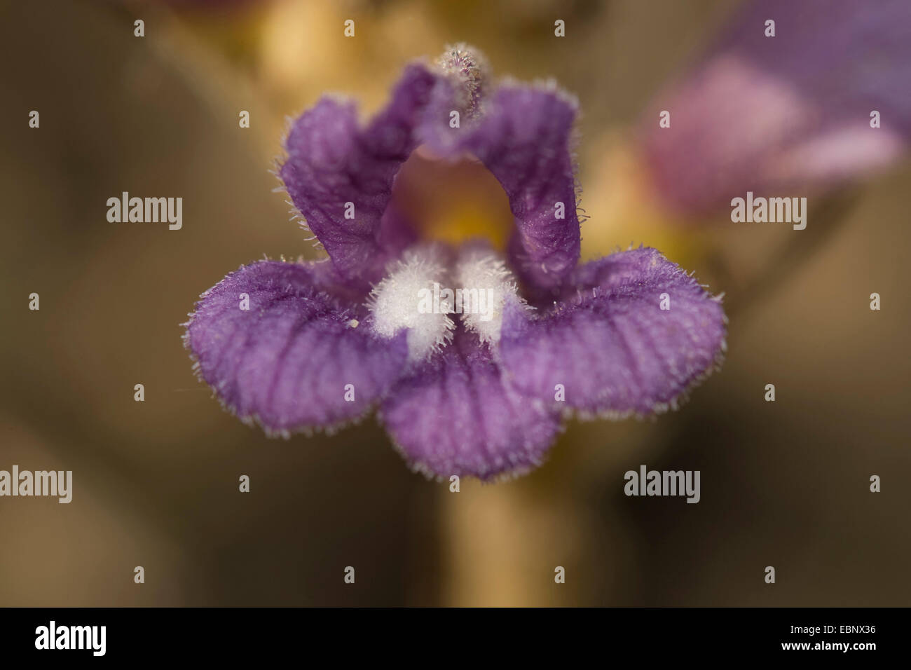 Wormwood Broomrape (Orobanche alsatica), flower, Germany Stock Photo