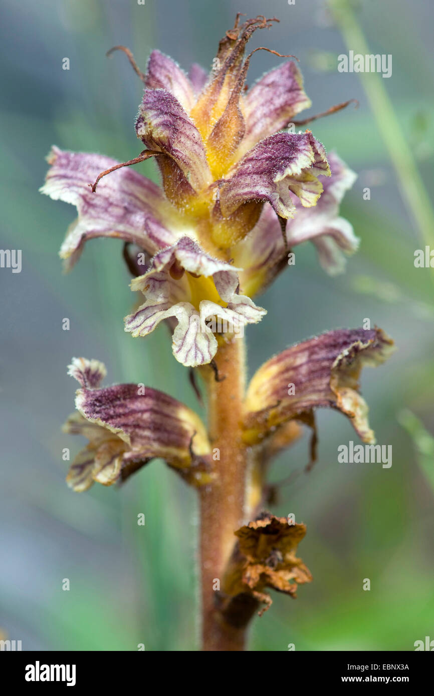 Thistle Broomrape (Orobanche reticulata), inflorescence, Germany Stock Photo