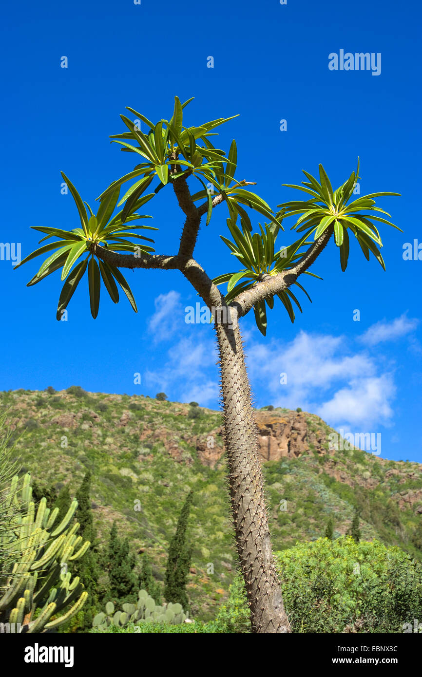 Madagascar palm (Pachypodium lamerii, Pachypodium lamerei), in garden, Canary Islands, Gran Canaria Stock Photo