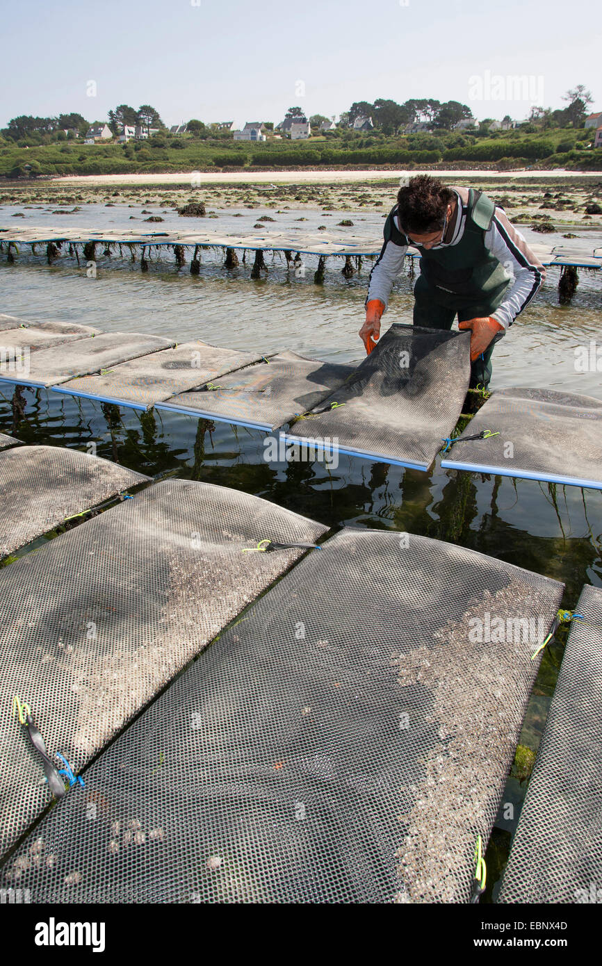 Pacific oyster, giant Pacific oyster, Japanese oyster (Crassostrea gigas, Crassostrea pacifica), oyster farmer controlling the net bags with oysters at ebb tide, France, Brittany Stock Photo