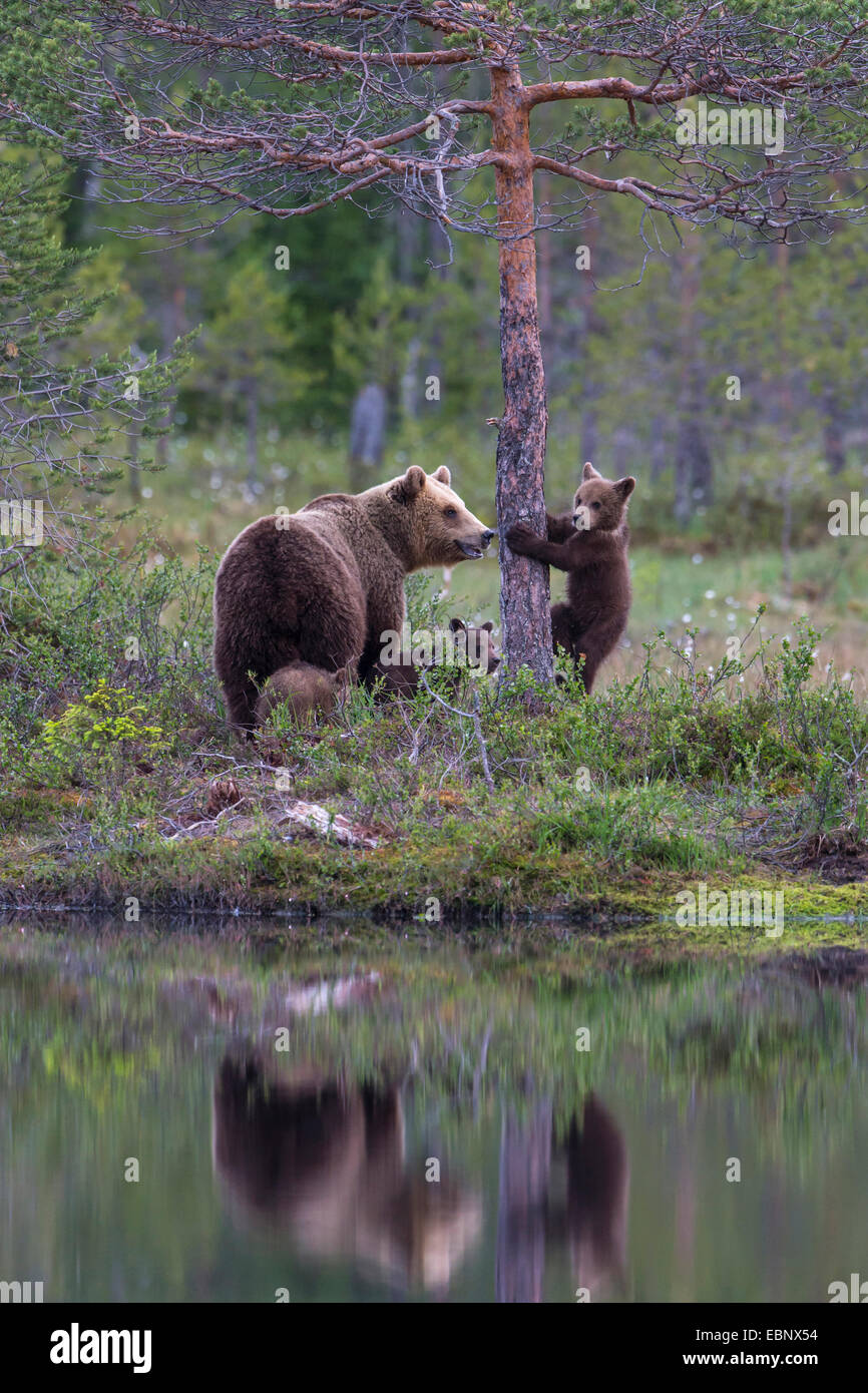 European brown bear (Ursus arctos arctos), female with cubs, Finland, Karelia, Kuhmo Stock Photo