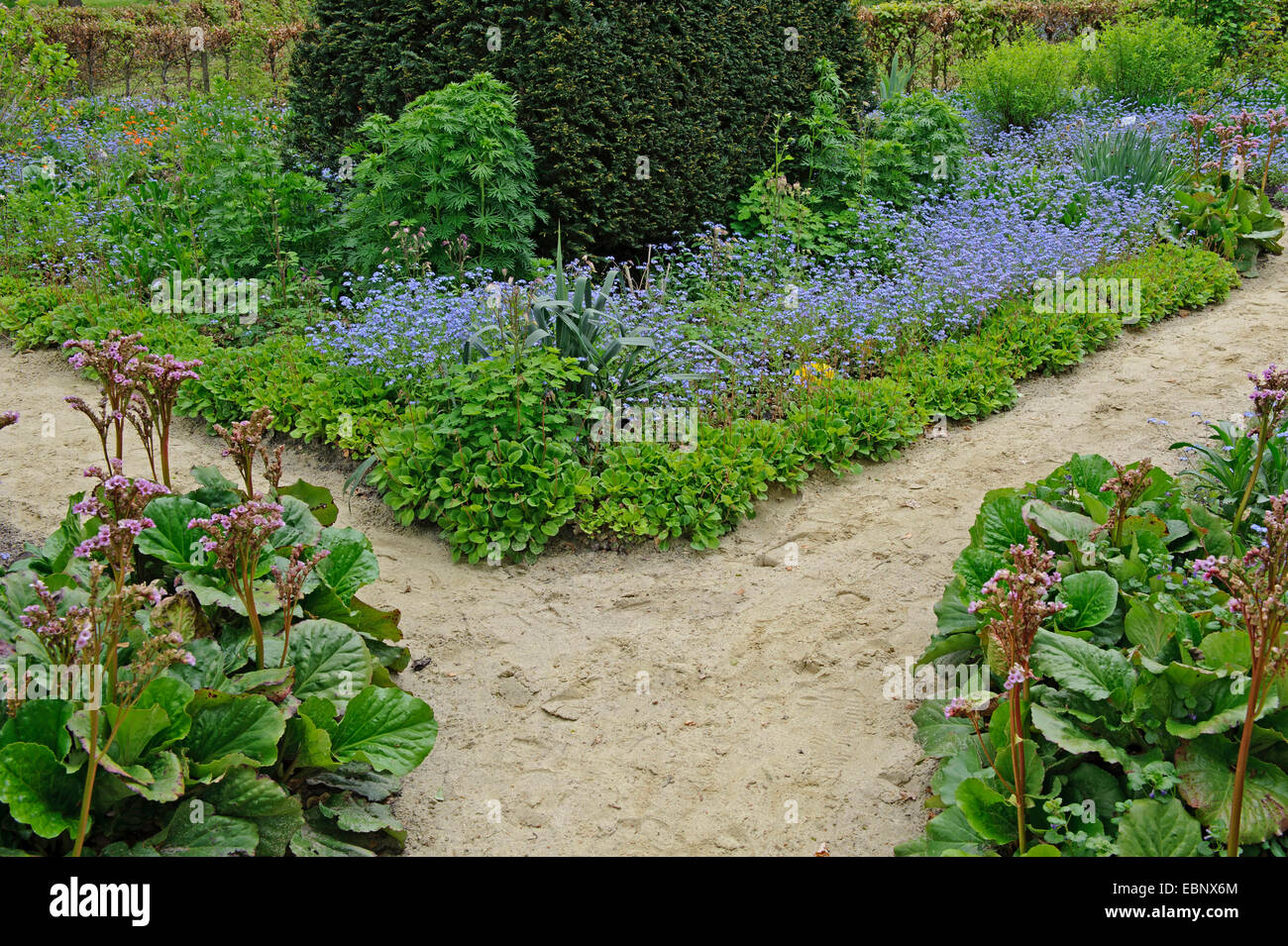 garden with a path in spring with forget-me-nots and bergenias, Germany Stock Photo