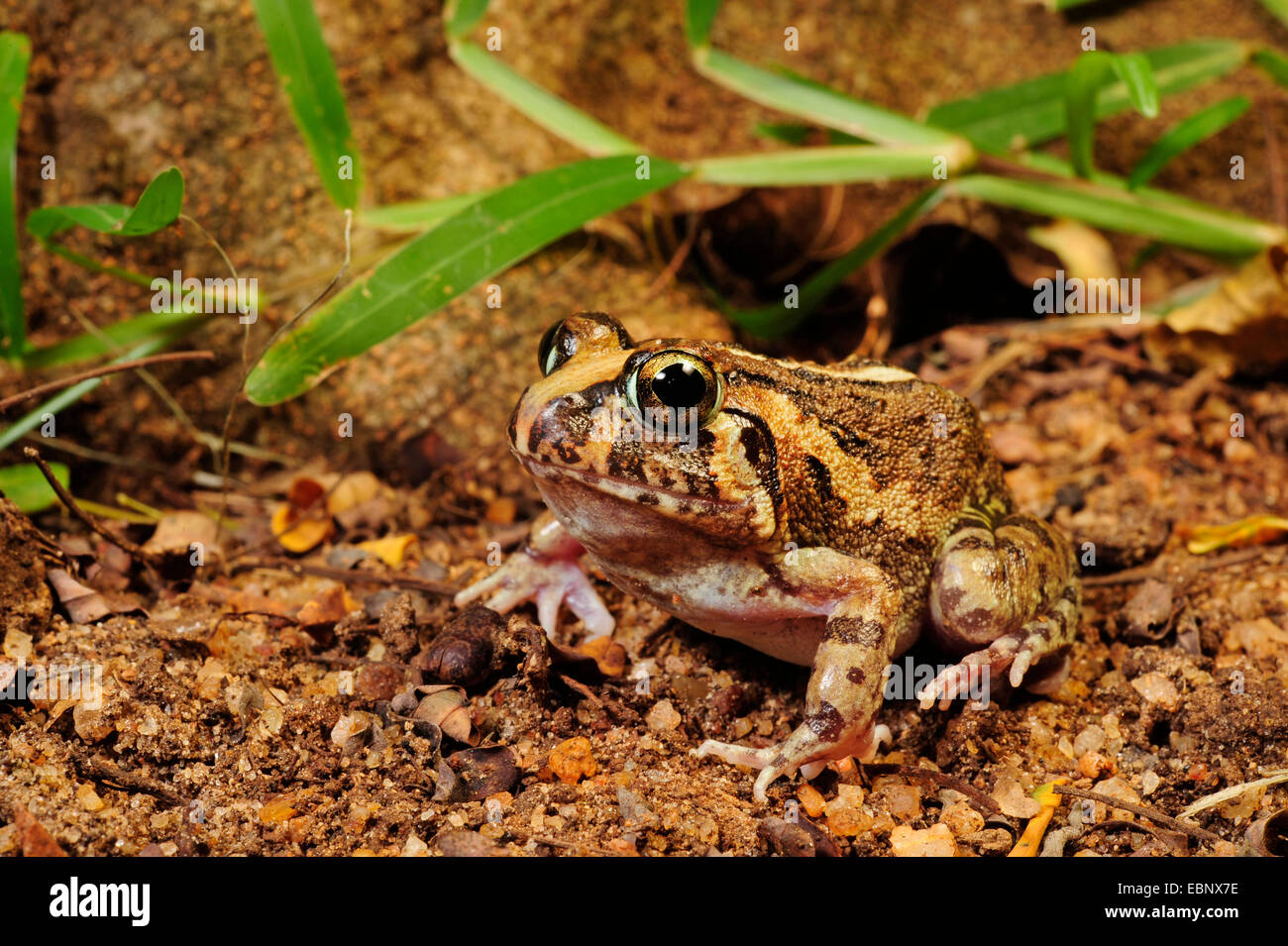 Indian frogs hires stock photography and images Alamy