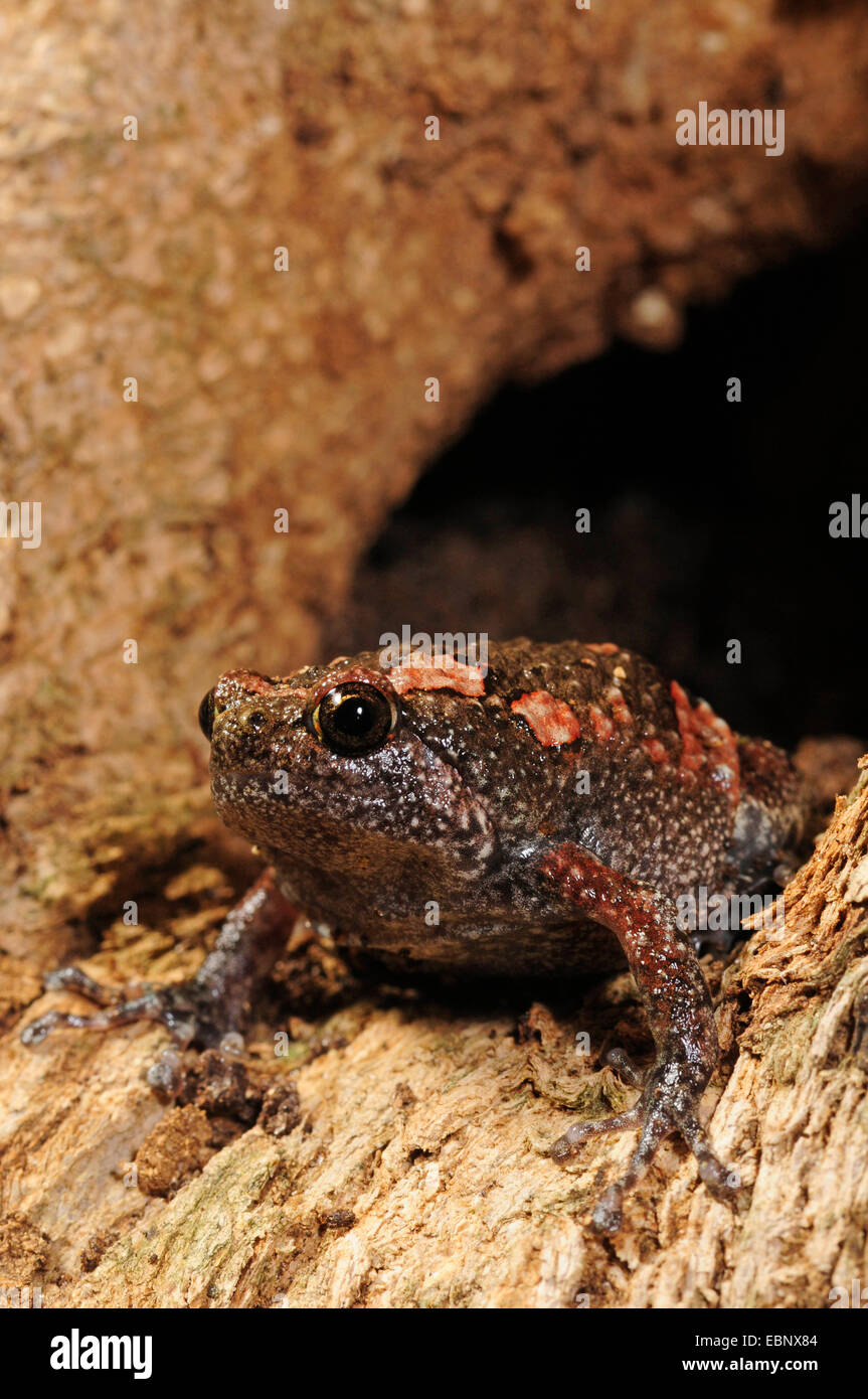 Sri Lankan Painted Frog (Kaloula cf. taprobanica), looking out of a tree hole, Sri Lanka, Nationalpark Sinharaja Forest Stock Photo