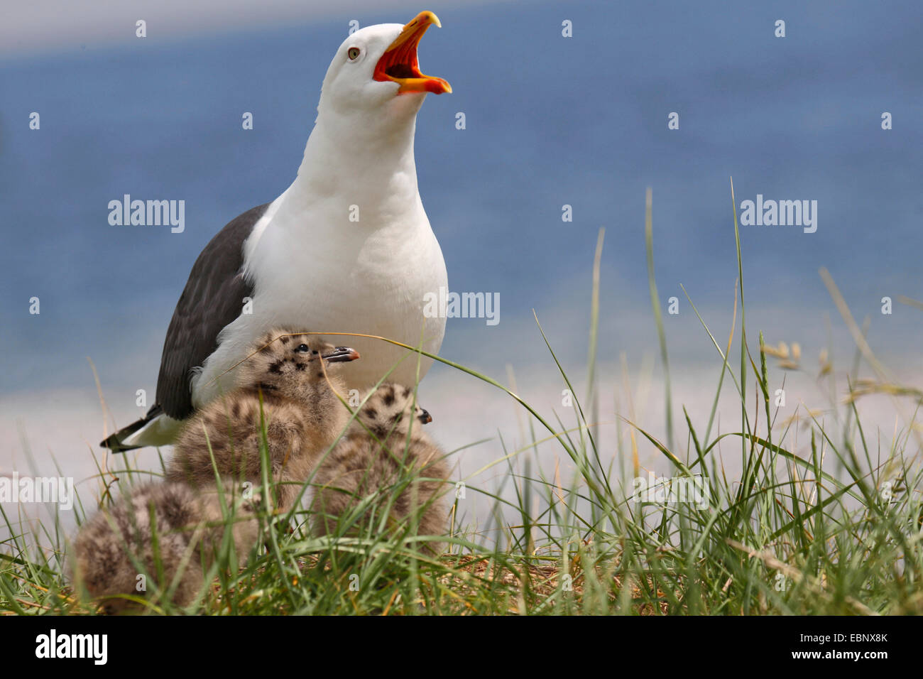 lesser black-backed gull (Larus fuscus), with chicks on grass, Germany, Schleswig-Holstein, Heligoland Stock Photo