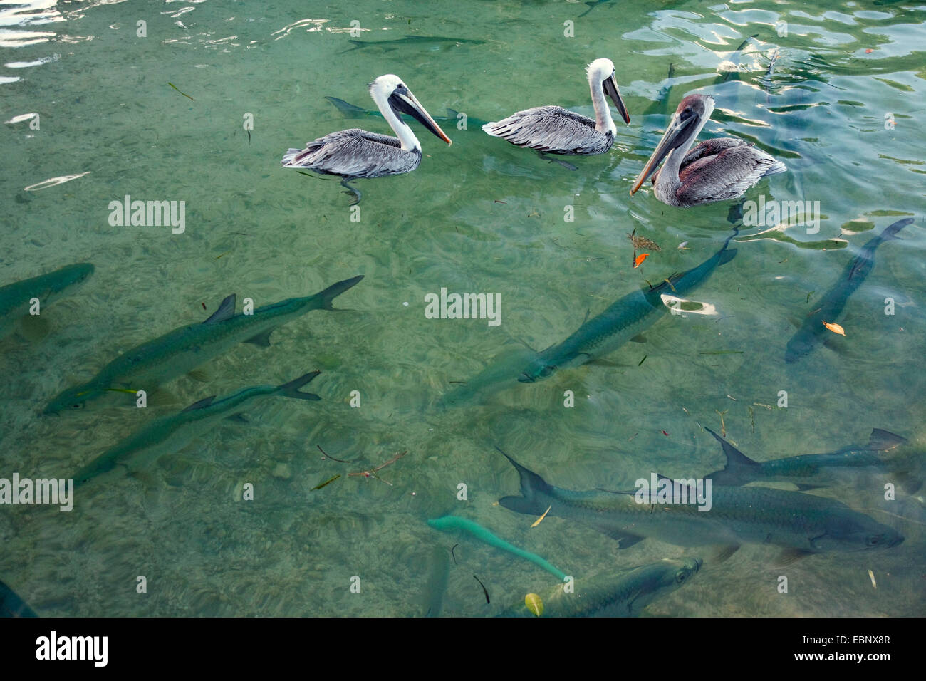 Atlantic tarpon (Megalops atlanticus, Tarpon atlanticus), shoal