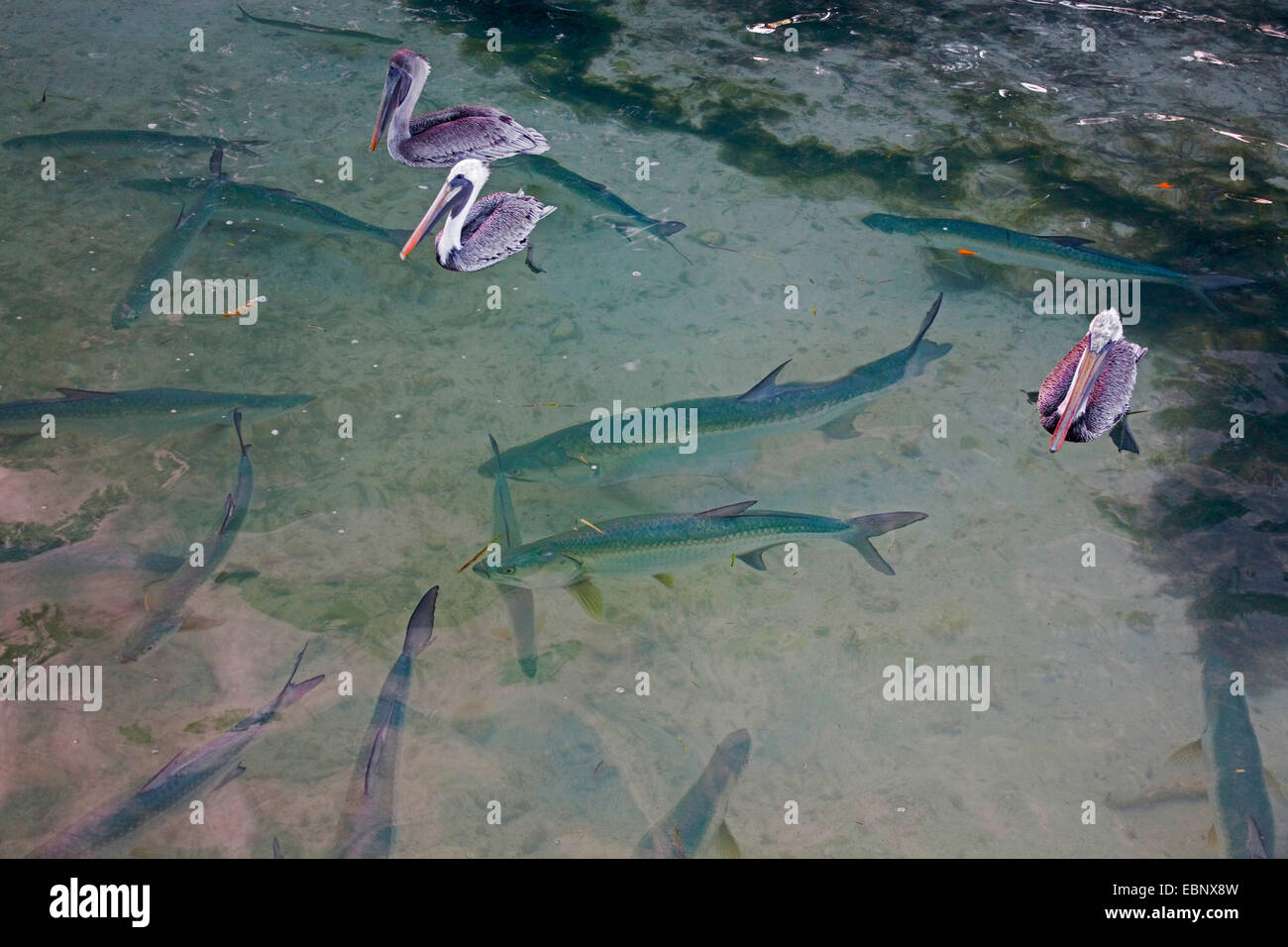 Atlantic tarpon (Megalops atlanticus, Tarpon atlanticus), shoal