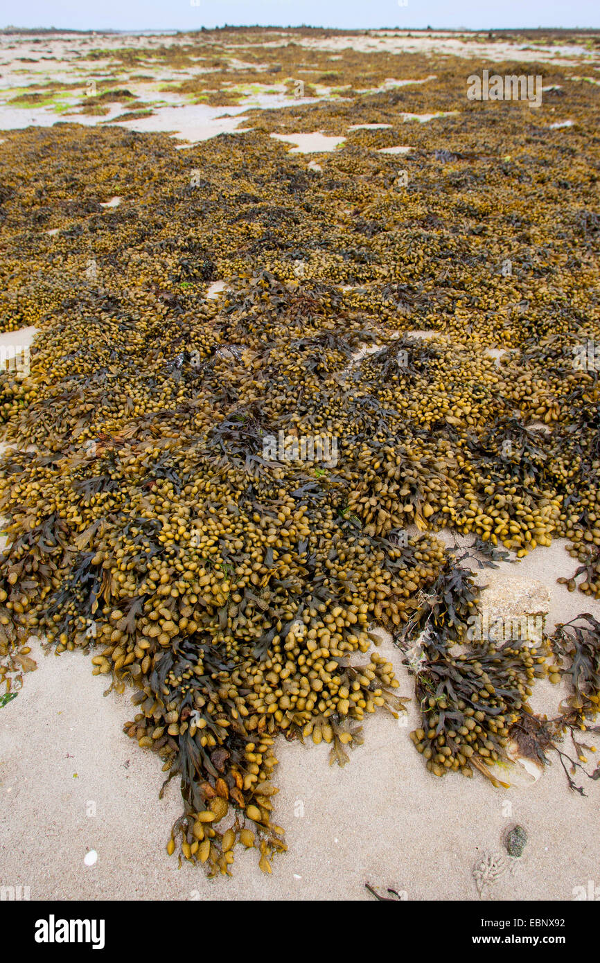Spiral wrack, Flat wrack, Jelly bags, Spiraled Wrack (Fucus spiralis