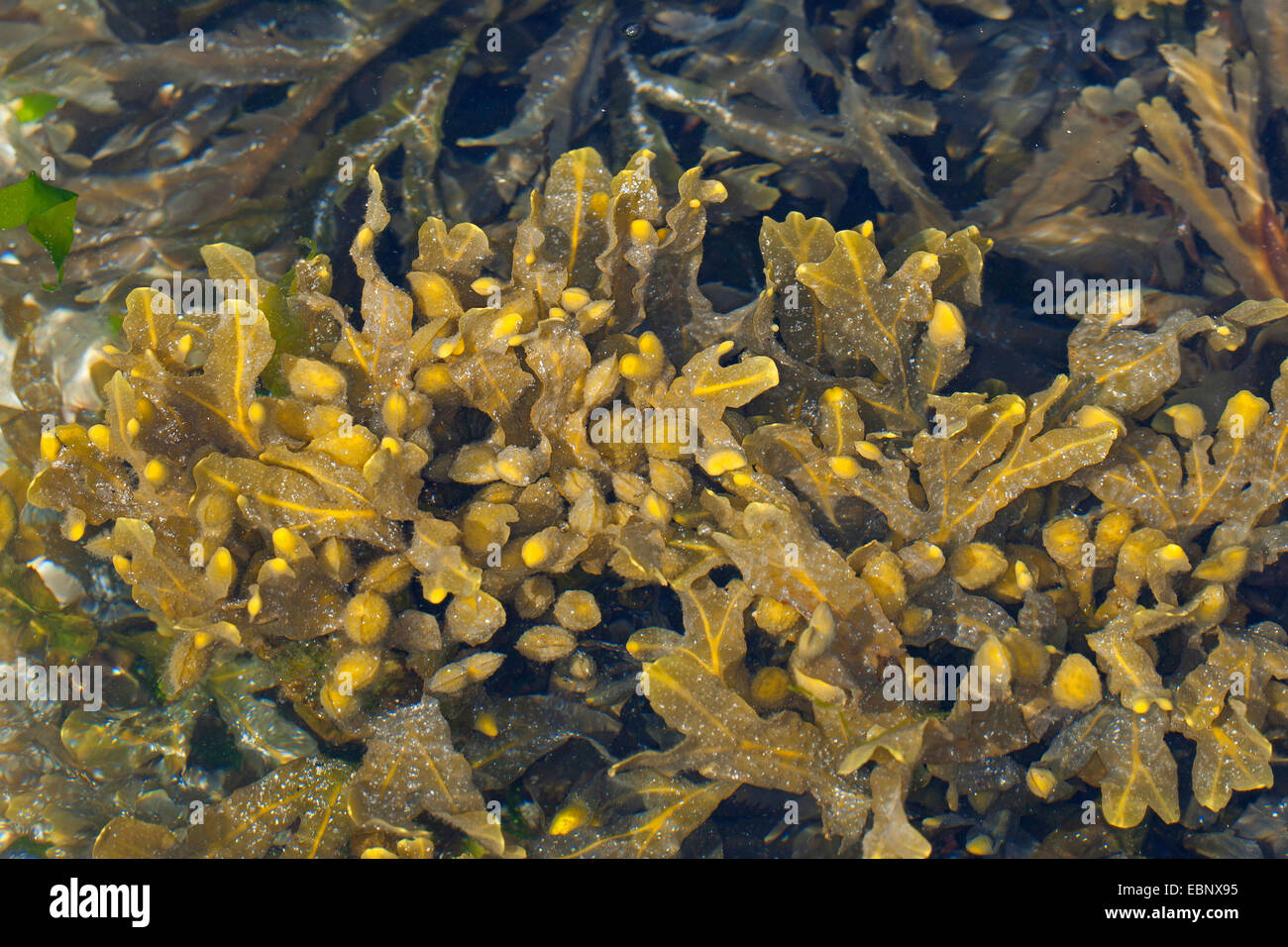 Spiral wrack, Flat wrack, Jelly bags, Spiraled Wrack (Fucus spiralis), wrack in shallow water, Germany Stock Photo