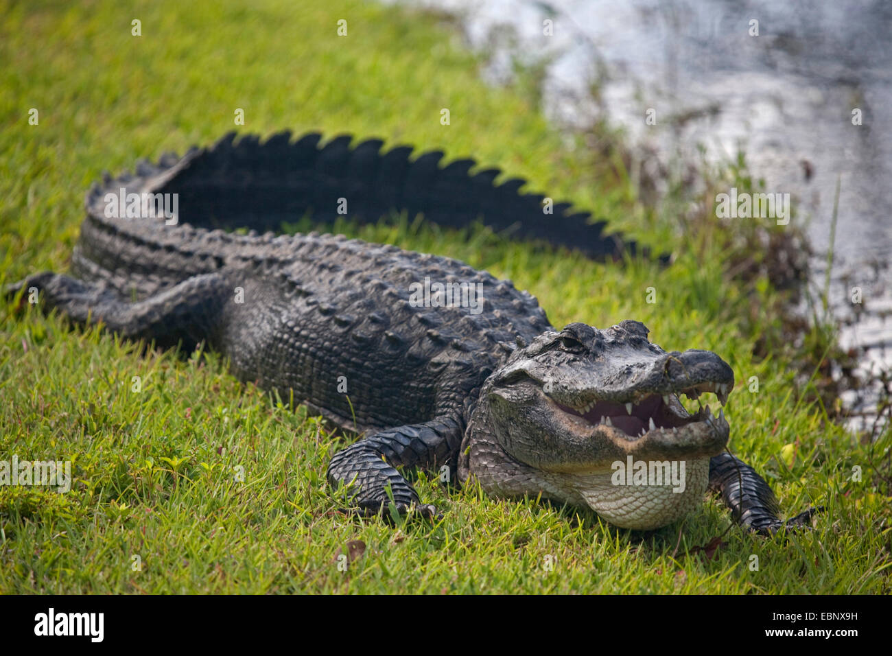 American alligator (Alligator mississippiensis), lying with open mouth in a meadow, USA, Florida, Everglades National Park, Miami Stock Photo