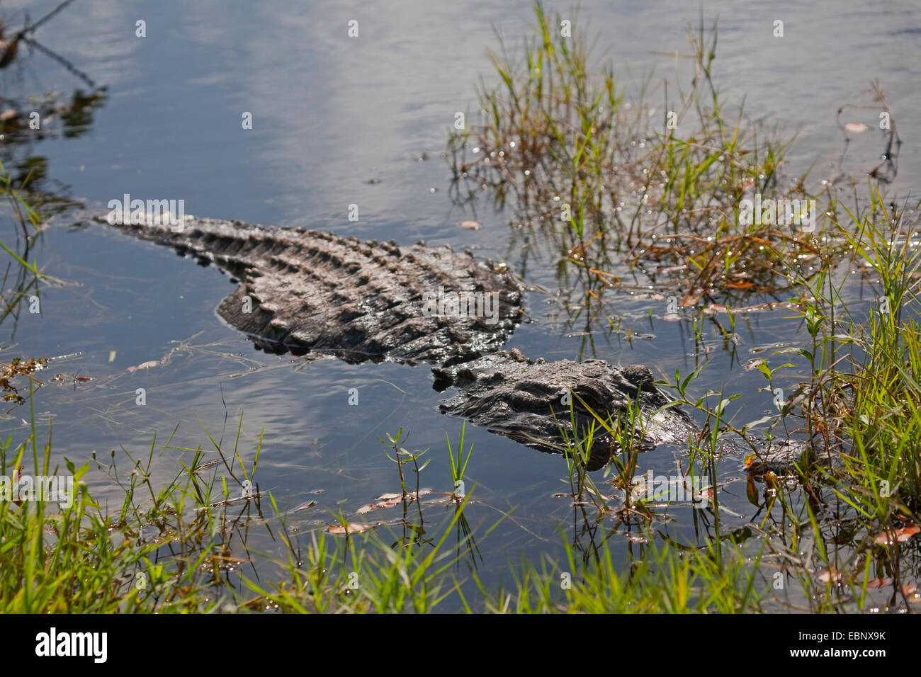 American alligator (Alligator mississippiensis), lying in shallow water, USA, Florida, Everglades National Park Stock Photo