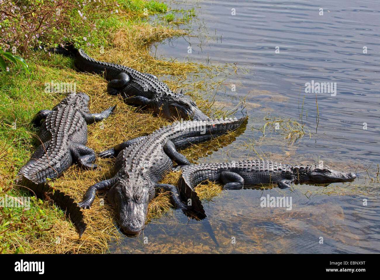 How Much Are Alligators Worth 2025 Rori Wallis