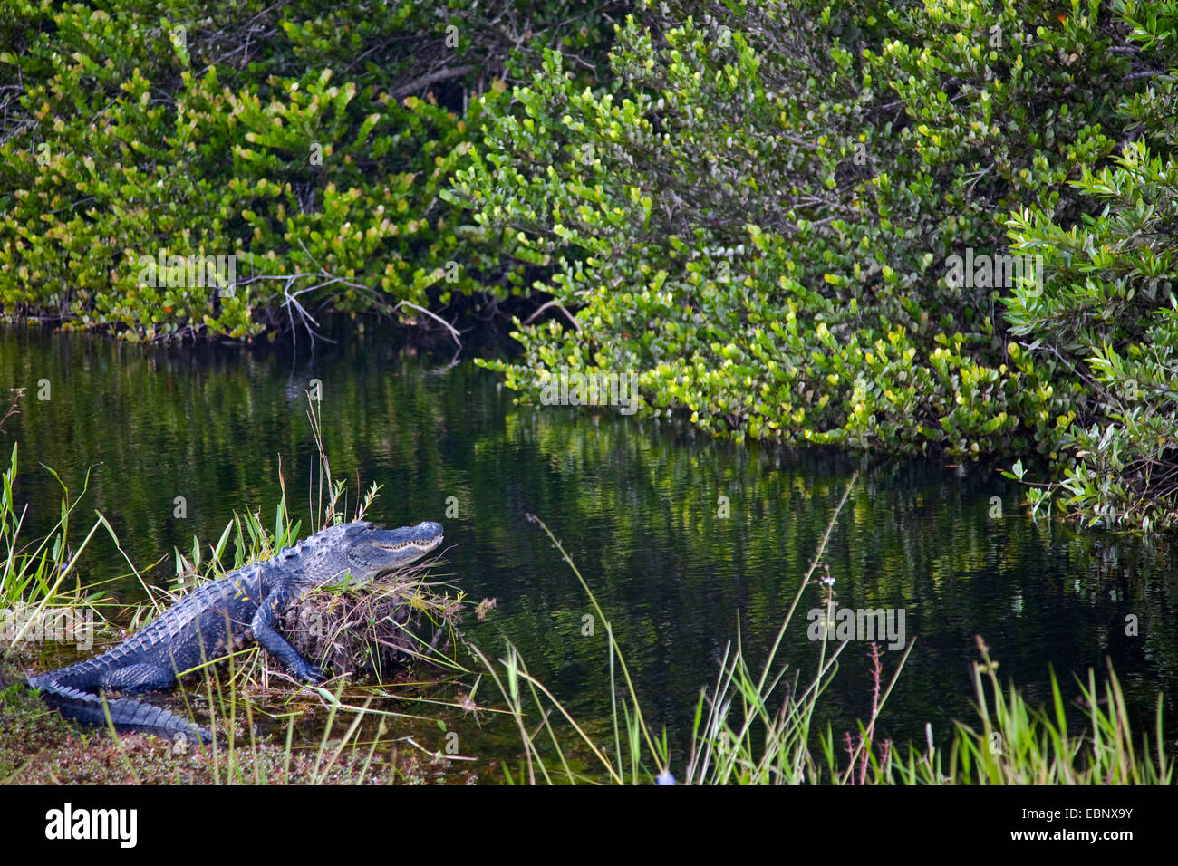 American alligator (Alligator mississippiensis), peering from a shore of a watercourse, USA, Florida, Big Cypress National Preserve Stock Photo