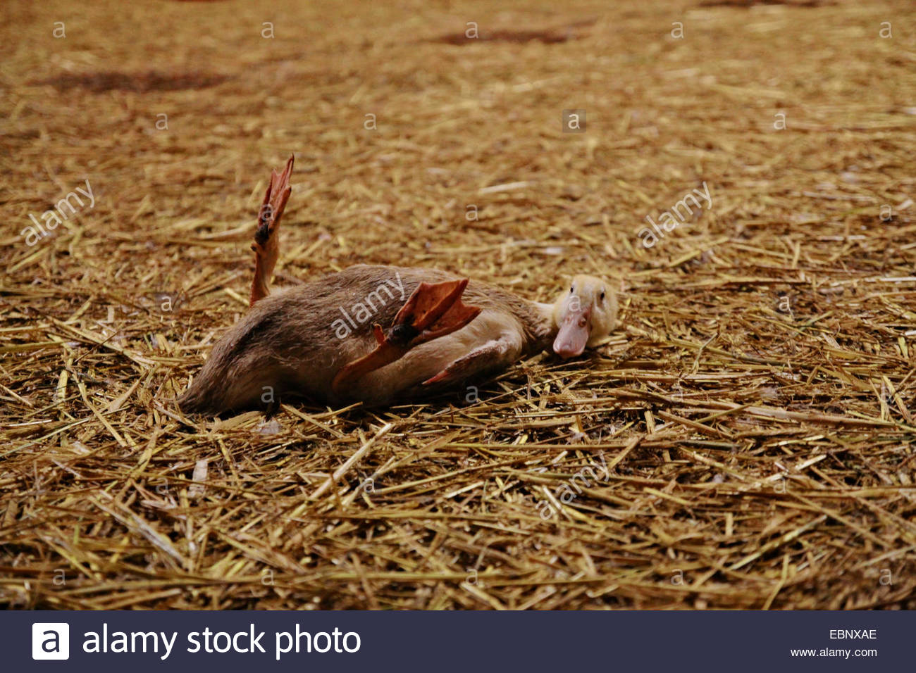 Sick Duck Stock Photos & Sick Duck Stock Images Alamy