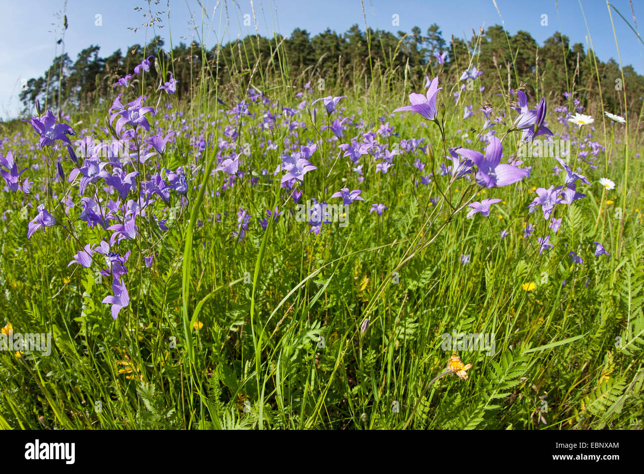 spreading bellflower (Campanula patula), blooming in a meadow, Germany Stock Photo