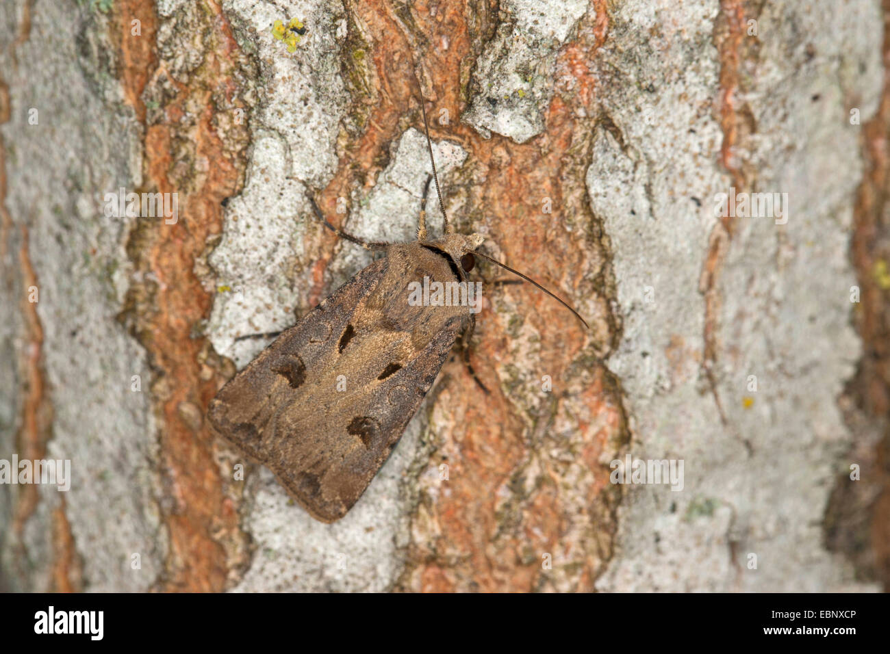 Heart and dart moth (Agrotis exclamationis), on bark, Germany Stock Photo