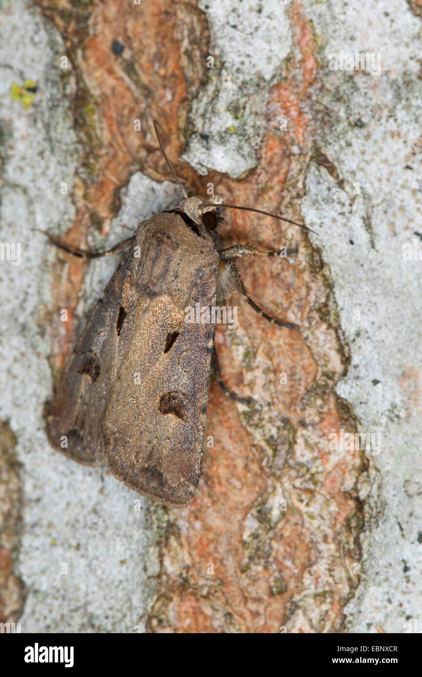 Heart and dart moth (Agrotis exclamationis), on bark, Germany Stock Photo