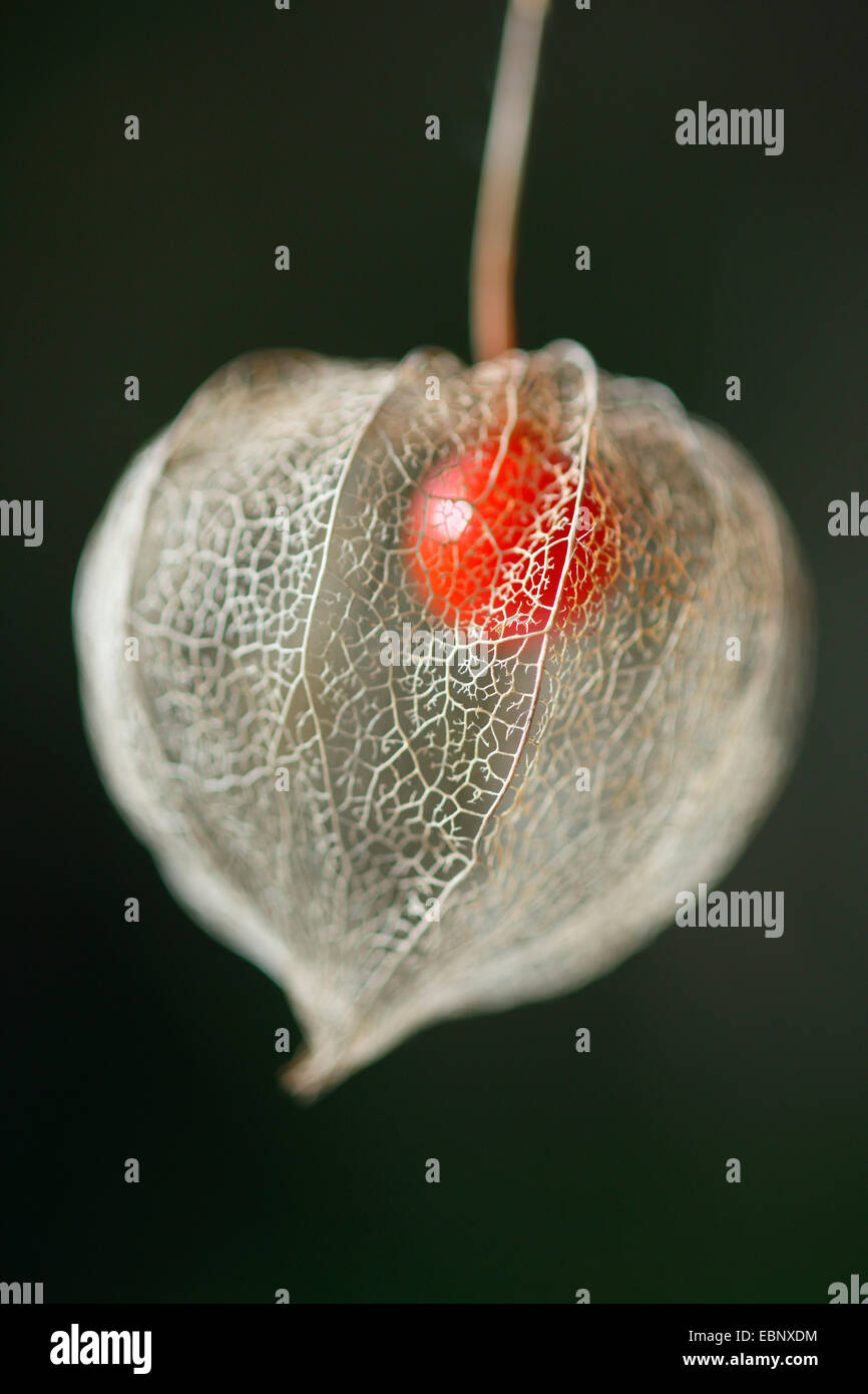 Chinese lantern, Japanese lantern, winter cherry, strawberry tomato (Physalis alkekengi var. franchetii, Physalis franchetii), gruit Stock Photo