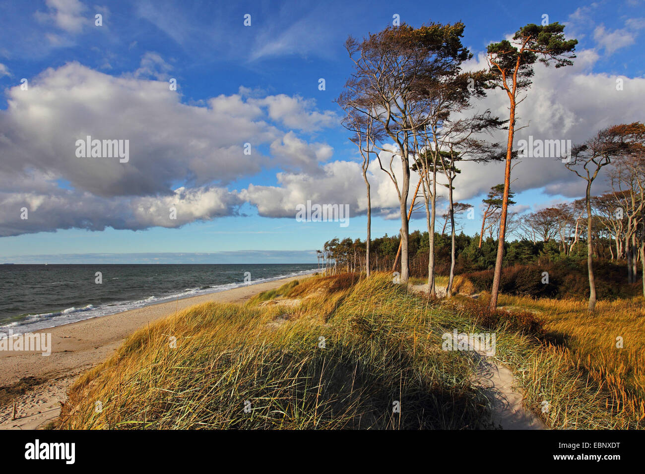 Scotch pine, Scots pine (Pinus sylvestris), west beach with pines, Germany, Mecklenburg-Western Pomerania, Ahrenshoop Stock Photo
