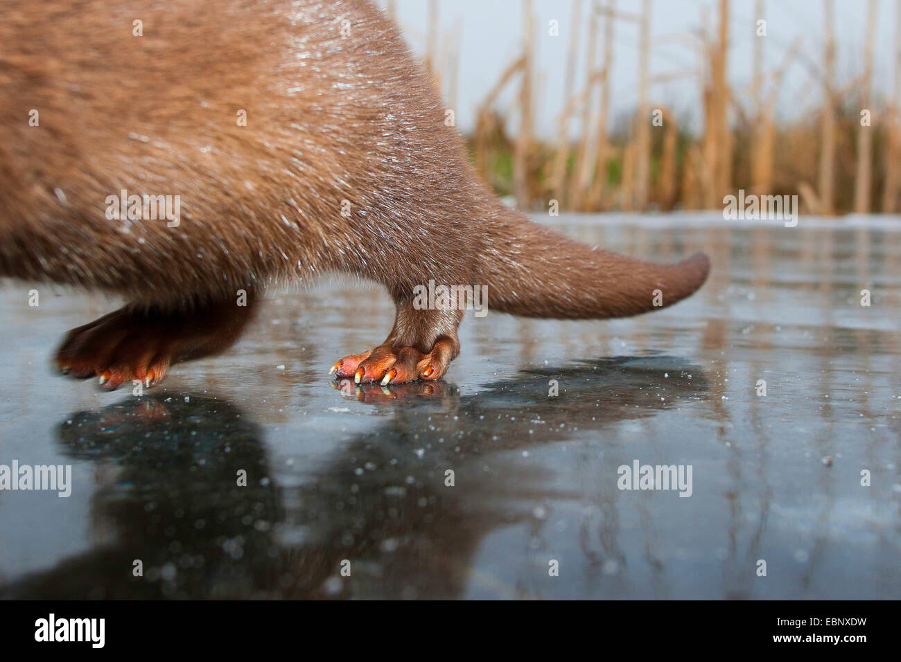 European river otter, European Otter, Eurasian Otter (Lutra lutra), hind paws on a frozen up sheet of ice, Germany Stock Photo