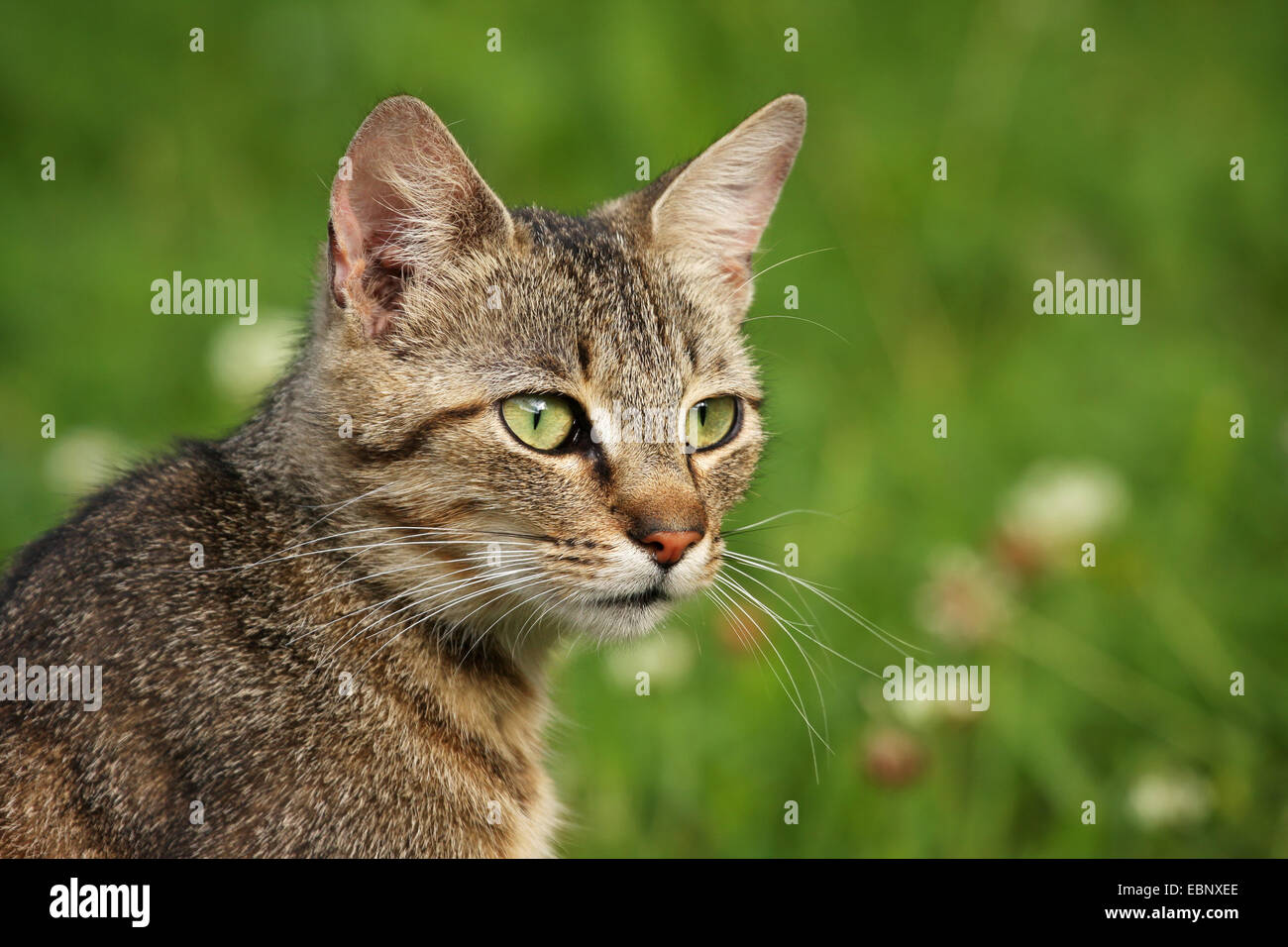 domestic cat, house cat (Felis silvestris f. catus), portrait of a brown tabby cat in a meadow, Germany, Baden-Wuerttemberg Stock Photo
