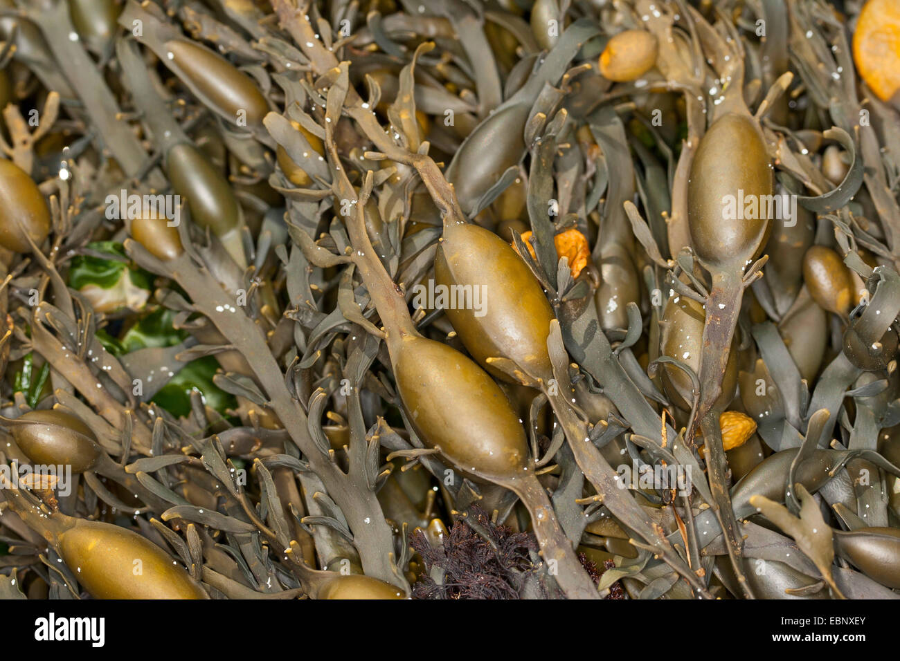 Rockweed, Norwegian kelp, Knotted kelp, Knotted wrack, Egg wrack, Yellow Tang, Knobbed Wrack (Ascophyllum nodosum, Ascophylla nodosa), with fruiting bodies, Germany Stock Photo