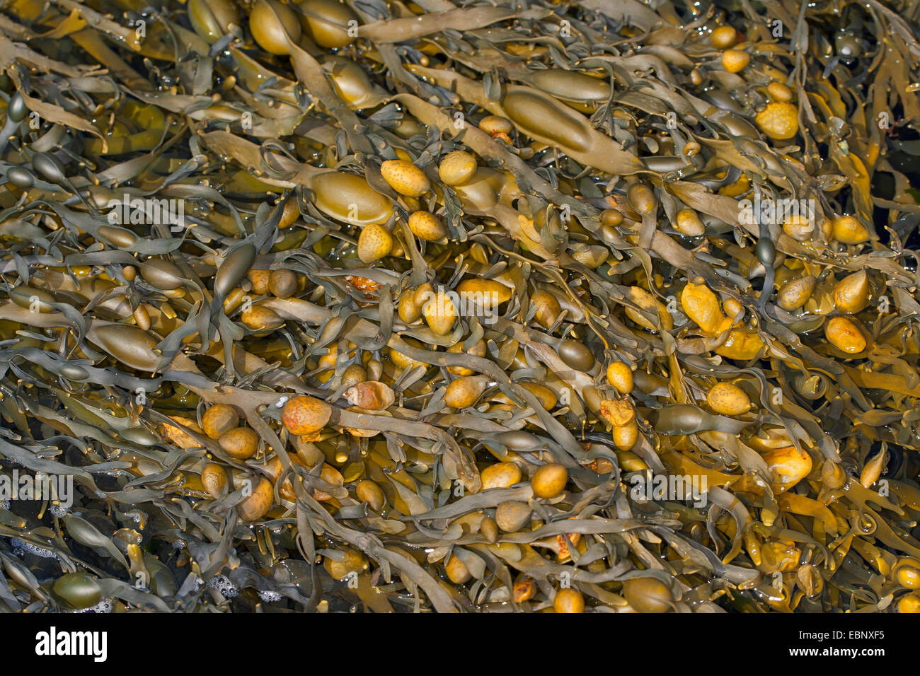 Rockweed, Norwegian kelp, Knotted kelp, Knotted wrack, Egg wrack, Yellow Tang, Knobbed Wrack (Ascophyllum nodosum, Ascophylla nodosa), with fruiting bodies, Germany Stock Photo