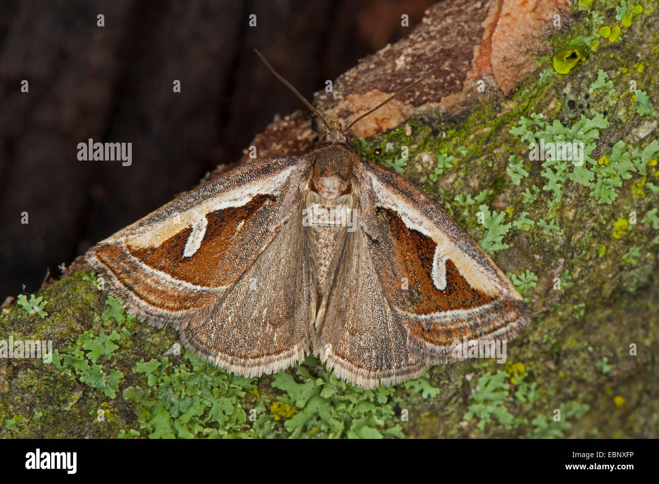 Silver Hook, Silver Hook Moth (Deltote uncula, Eustrotia uncula, Lithacodia uncula, Phalaena uncula), on a branch with lichens, Germany Stock Photo
