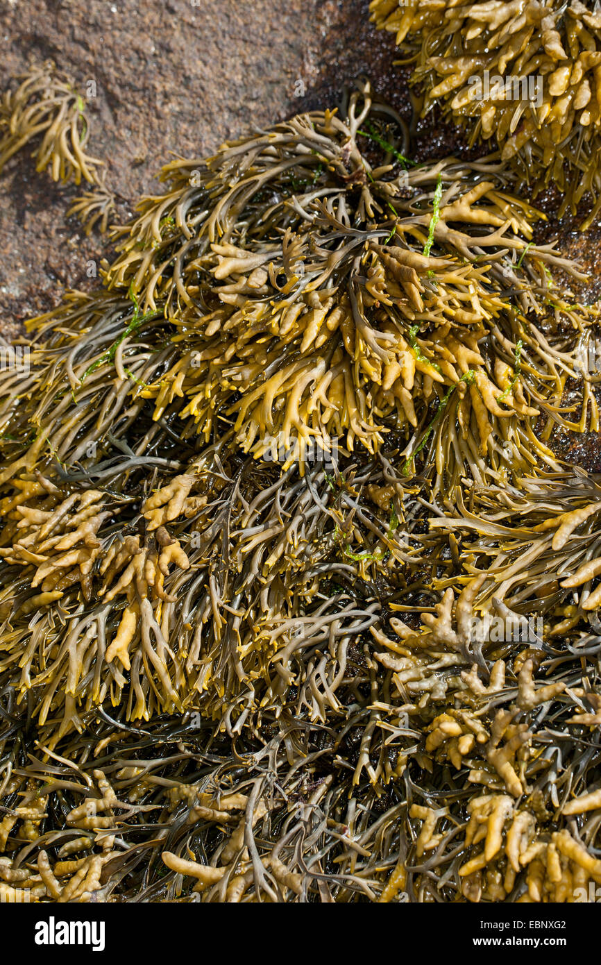 Channelled wrack, Cow Tang, Channel Wrack (Pelvetia canaliculata), Germany Stock Photo