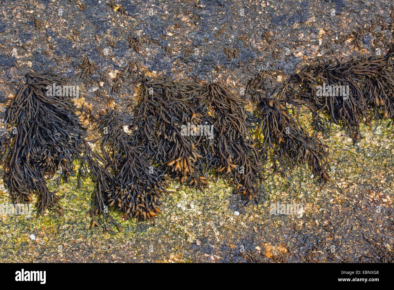 Channelled wrack, Cow Tang, Channel Wrack (Pelvetia canaliculata), with fruiting bodies, Germany Stock Photo