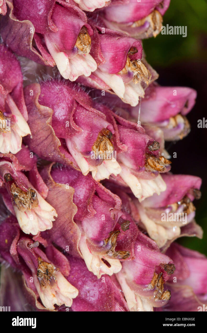 toothwort (Lathraea squamaria), flowers, Germany Stock Photo