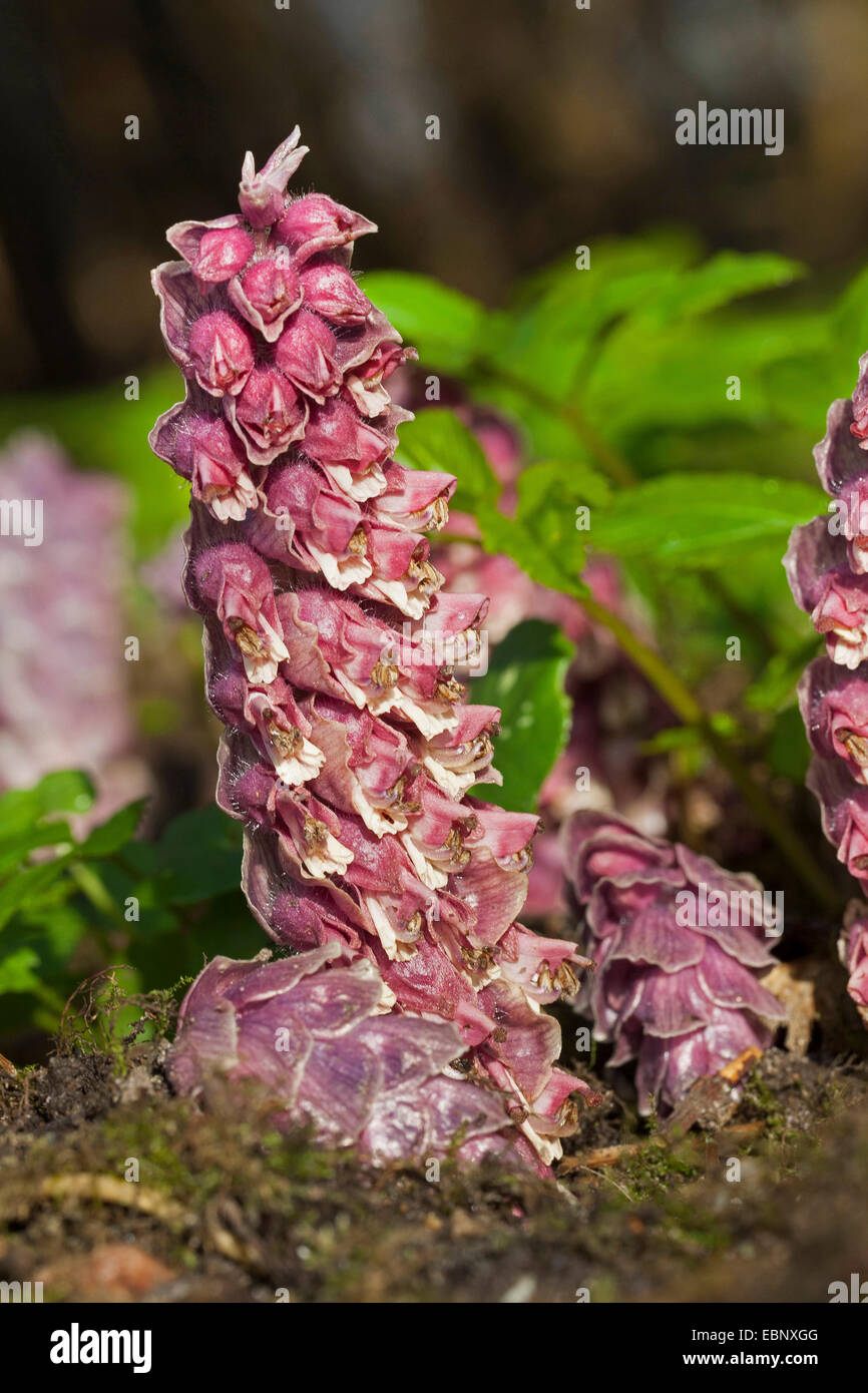 toothwort (Lathraea squamaria), blooming, Germany Stock Photo