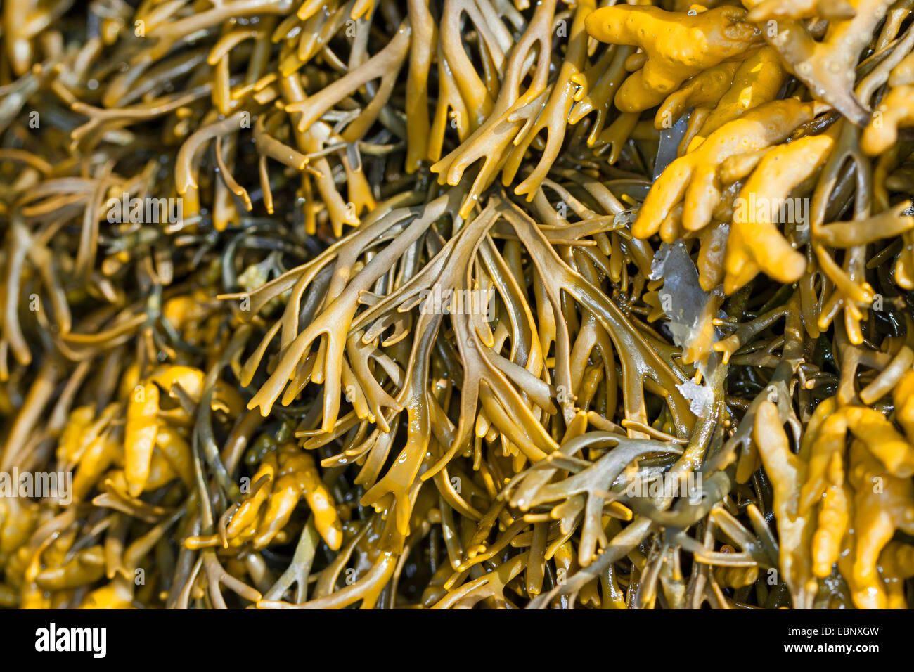 Channelled wrack, Cow Tang, Channel Wrack (Pelvetia canaliculata), with fruiting bodies, Germany Stock Photo