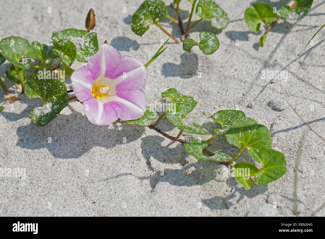 Beach morning-glory, Sea bindweed, Seashore false bindweed, Seashore morning-glory (Calystegia soldanella, Convolvulus soldanella), blooming, Germany Stock Photo